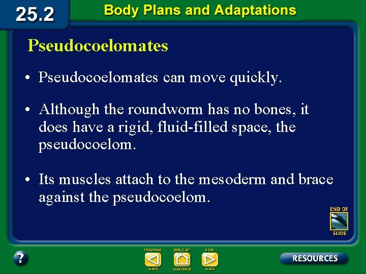 Pseudocoelomates • Pseudocoelomates can move quickly. • Although the roundworm has no bones, it