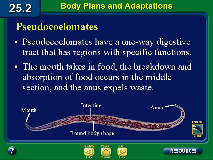 Pseudocoelomates • Pseudocoelomates have a one-way digestive tract that has regions with specific functions.