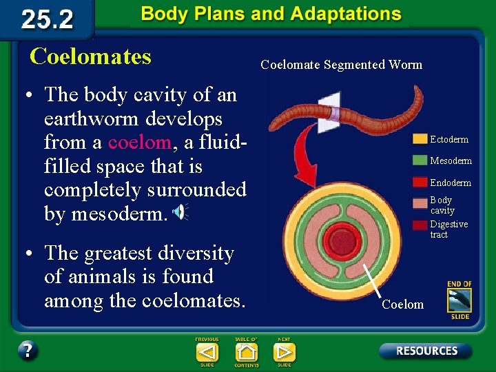 Coelomates Coelomate Segmented Worm • The body cavity of an earthworm develops from a