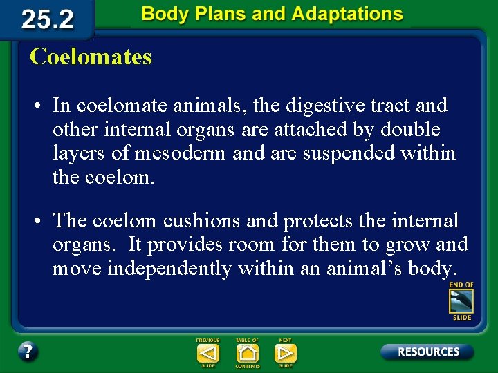 Coelomates • In coelomate animals, the digestive tract and other internal organs are attached