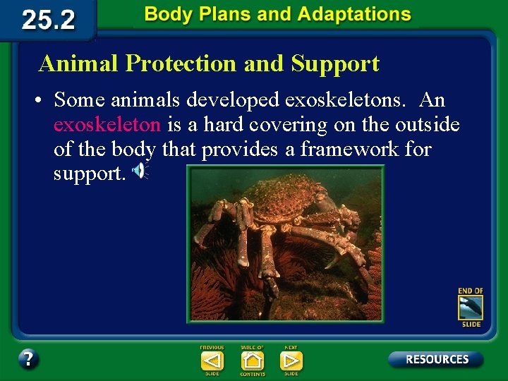 Animal Protection and Support • Some animals developed exoskeletons. An exoskeleton is a hard