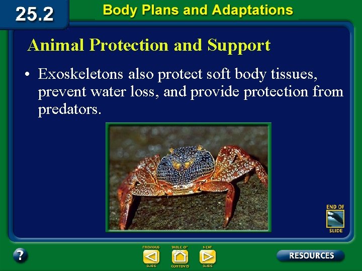 Animal Protection and Support • Exoskeletons also protect soft body tissues, prevent water loss,