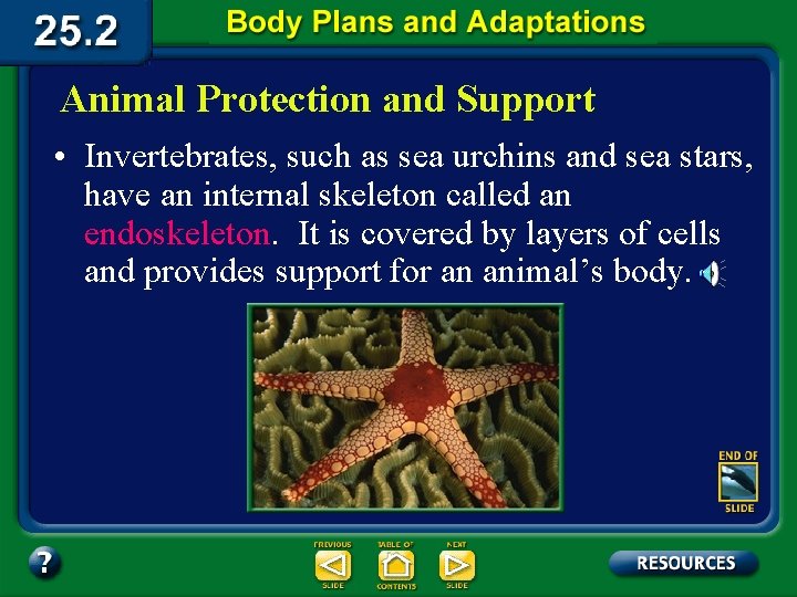 Animal Protection and Support • Invertebrates, such as sea urchins and sea stars, have