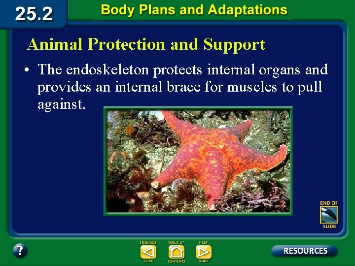 Animal Protection and Support • The endoskeleton protects internal organs and provides an internal