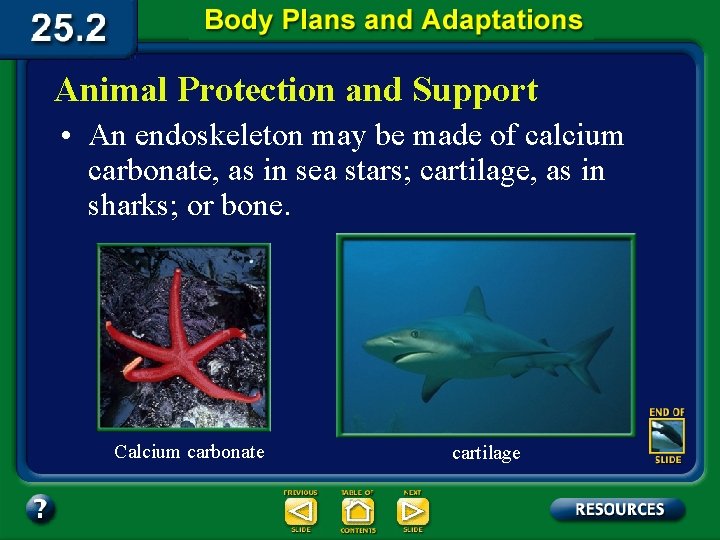 Animal Protection and Support • An endoskeleton may be made of calcium carbonate, as