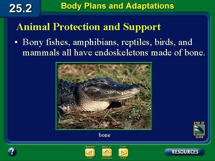 Animal Protection and Support • Bony fishes, amphibians, reptiles, birds, and mammals all have