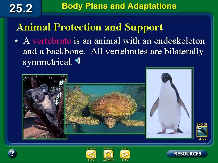 Animal Protection and Support • A vertebrate is an animal with an endoskeleton and