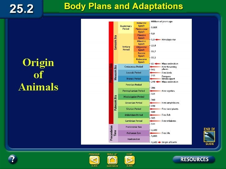 Origin of Animals 