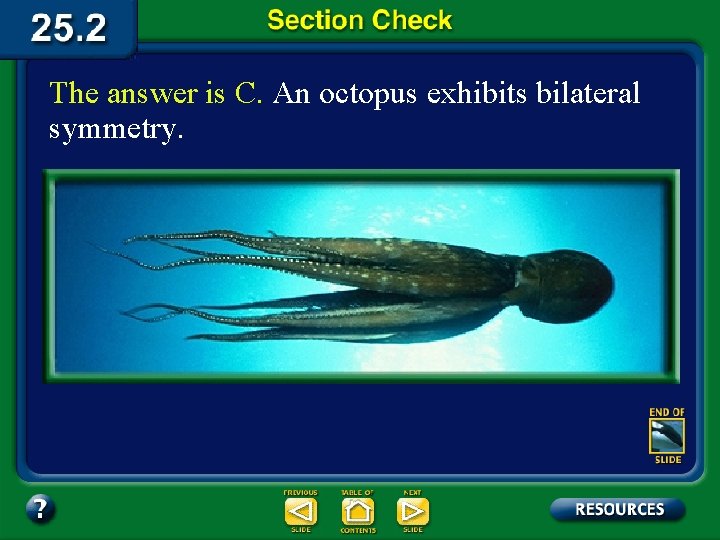 The answer is C. An octopus exhibits bilateral symmetry. 