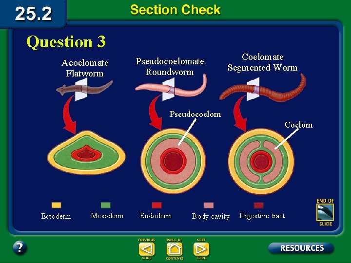 Question 3 Acoelomate Flatworm Pseudocoelomate Roundworm Coelomate Segmented Worm Pseudocoelom Coelom Ectoderm Mesoderm Endoderm