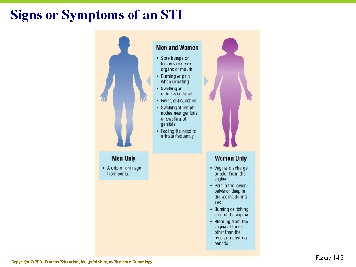 Signs or Symptoms of an STI Copyright © 2004 Pearson Education, Inc. , publishing