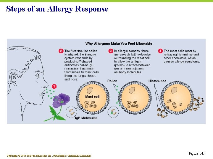 Steps of an Allergy Response Copyright © 2004 Pearson Education, Inc. , publishing as