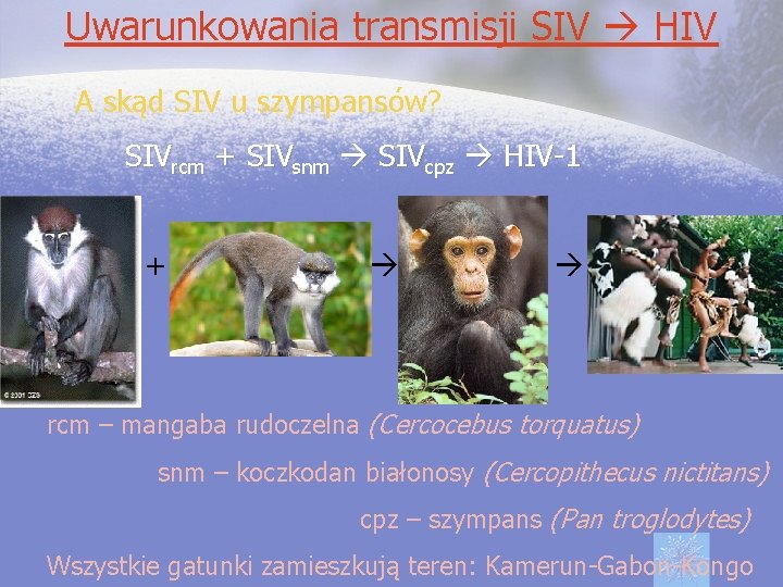 Uwarunkowania transmisji SIV HIV A skąd SIV u szympansów? SIVrcm + SIVsnm SIVcpz HIV-1