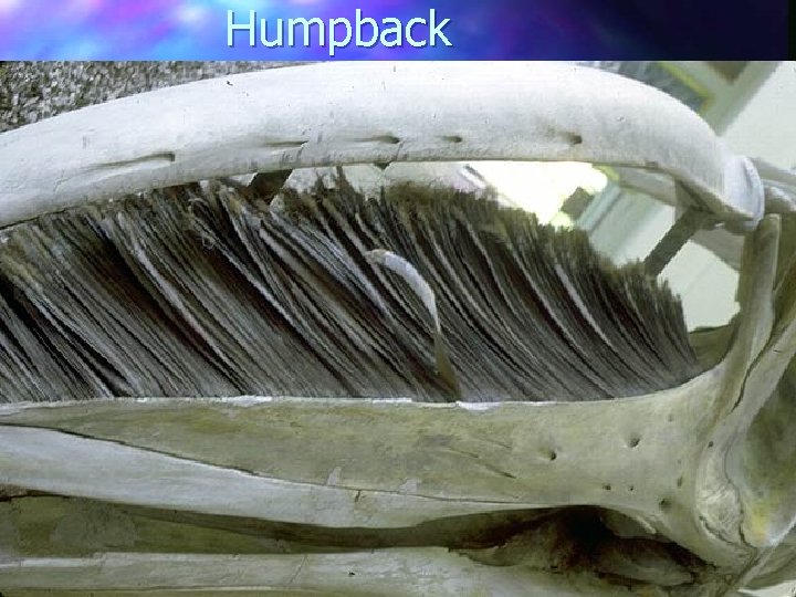 Humpback 