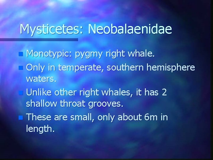 Mysticetes: Neobalaenidae Monotypic: pygmy right whale. n Only in temperate, southern hemisphere waters. n