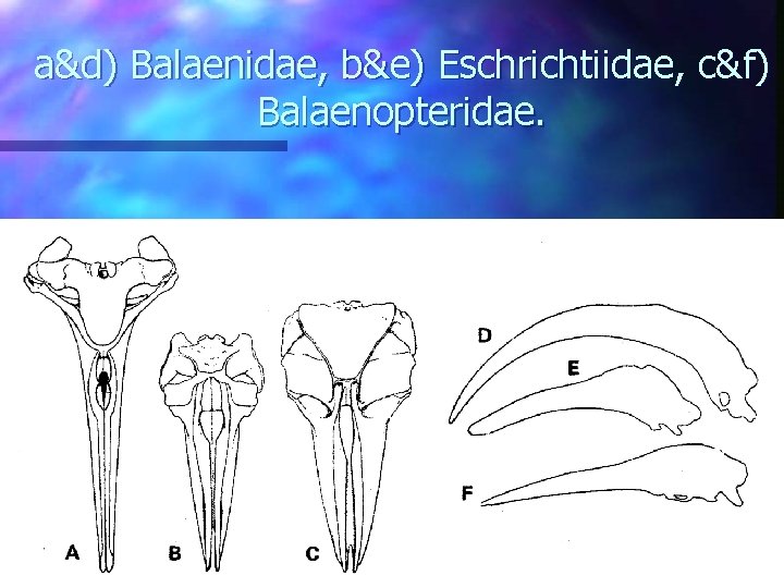 a&d) Balaenidae, b&e) Eschrichtiidae, c&f) Balaenopteridae. 
