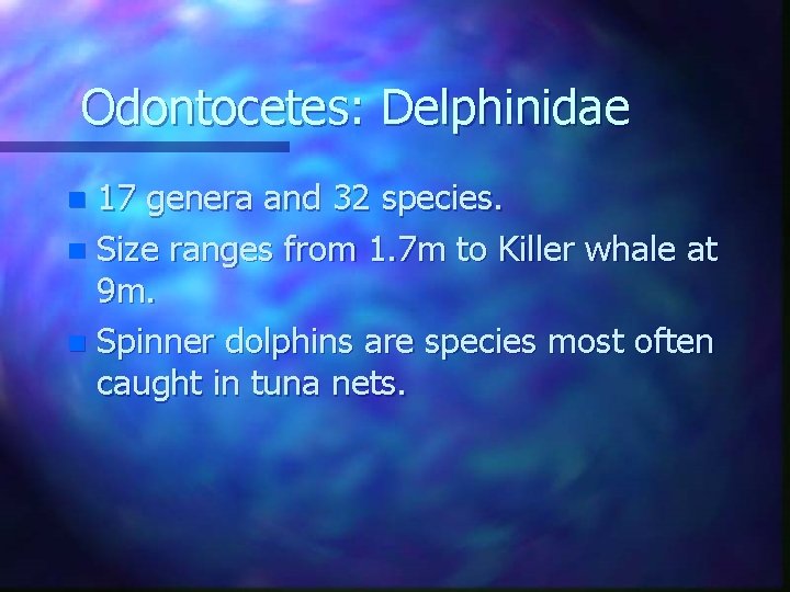 Odontocetes: Delphinidae 17 genera and 32 species. n Size ranges from 1. 7 m