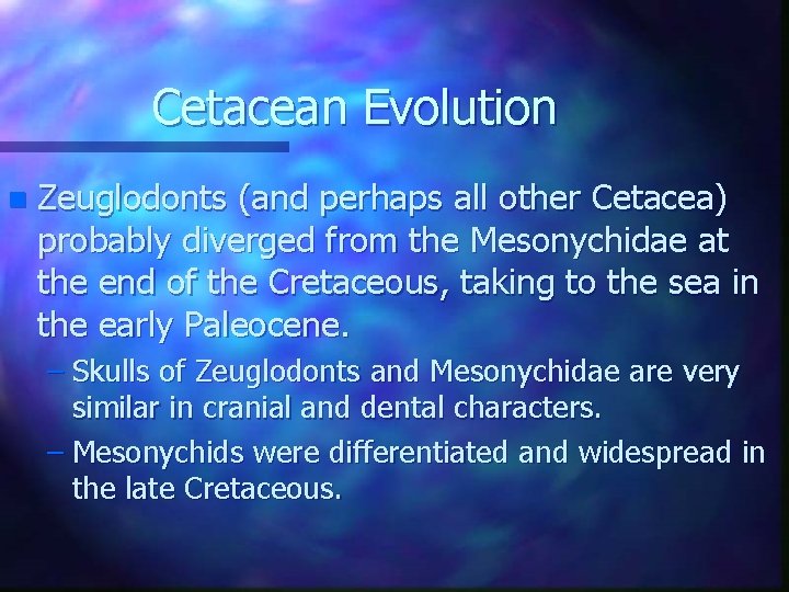 Cetacean Evolution n Zeuglodonts (and perhaps all other Cetacea) probably diverged from the Mesonychidae