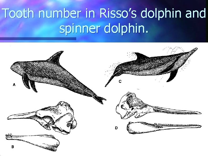 Tooth number in Risso’s dolphin and spinner dolphin. 