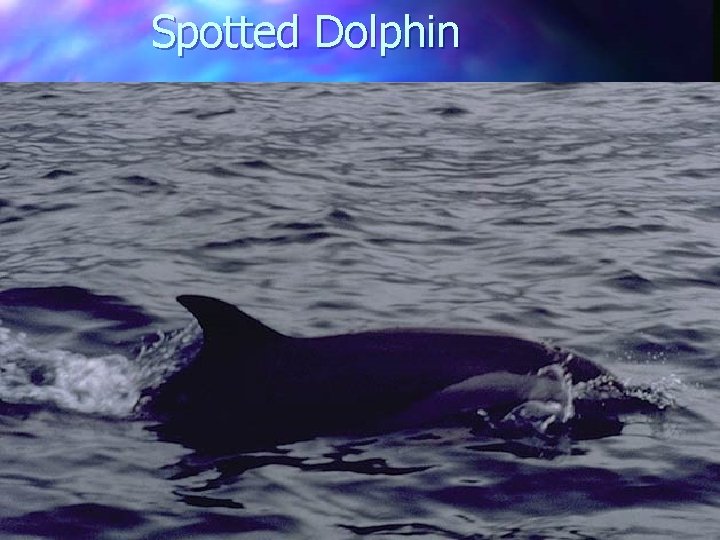 Spotted Dolphin 