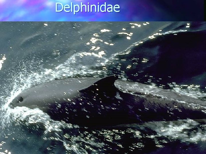 Delphinidae 