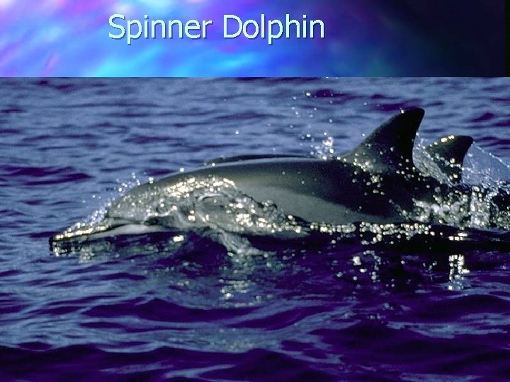 Spinner Dolphin 