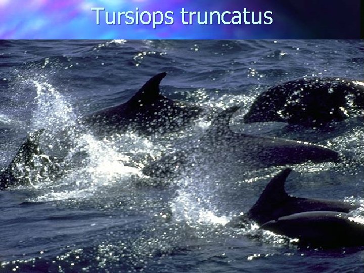 Tursiops truncatus 