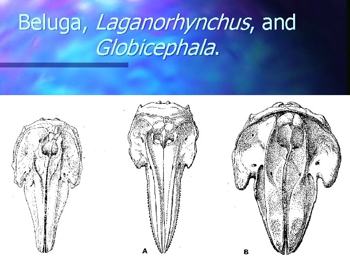 Beluga, Laganorhynchus, and Globicephala. 