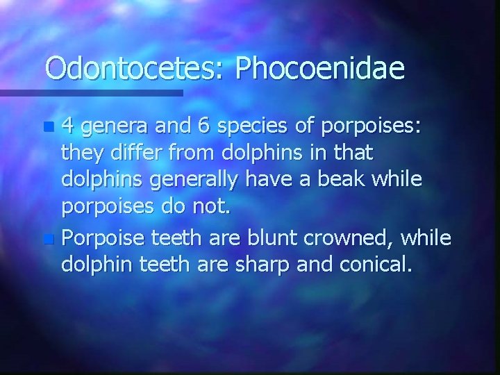 Odontocetes: Phocoenidae 4 genera and 6 species of porpoises: they differ from dolphins in