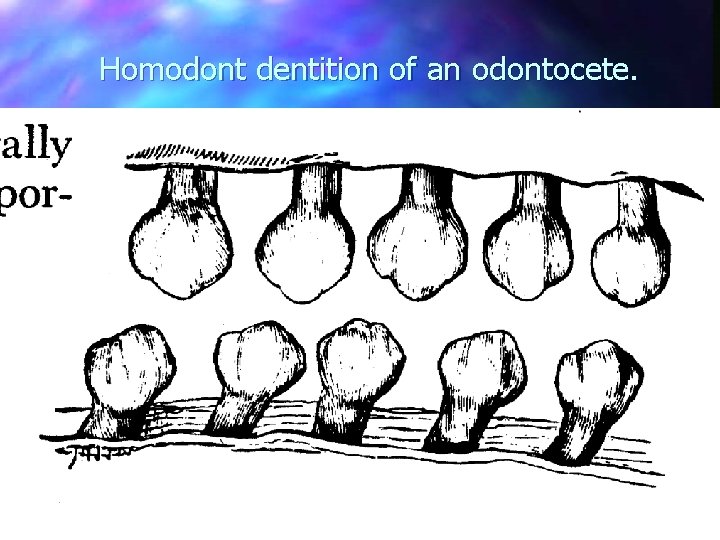 Homodont dentition of an odontocete. 