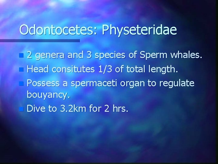 Odontocetes: Physeteridae 2 genera and 3 species of Sperm whales. n Head consitutes 1/3