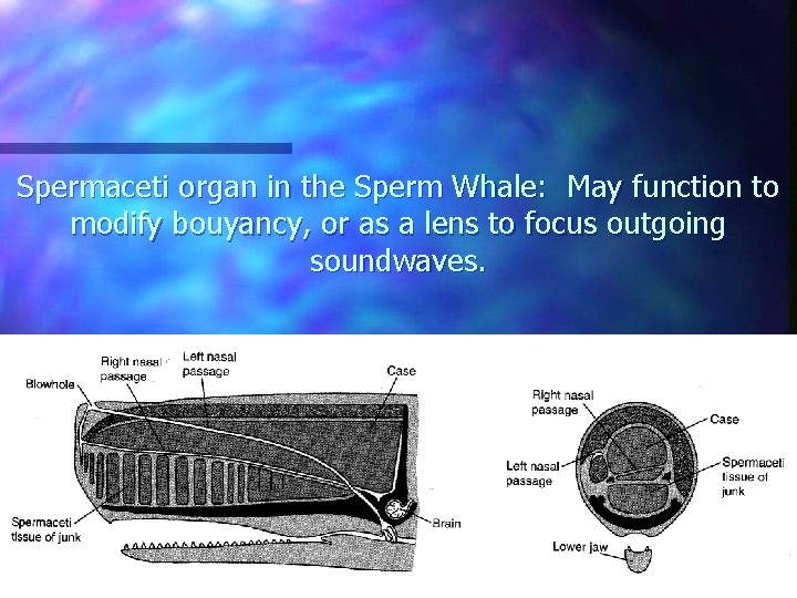 Spermaceti organ in the Sperm Whale: May function to modify bouyancy, or as a
