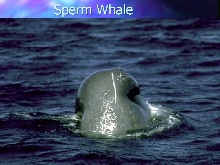 Sperm Whale 