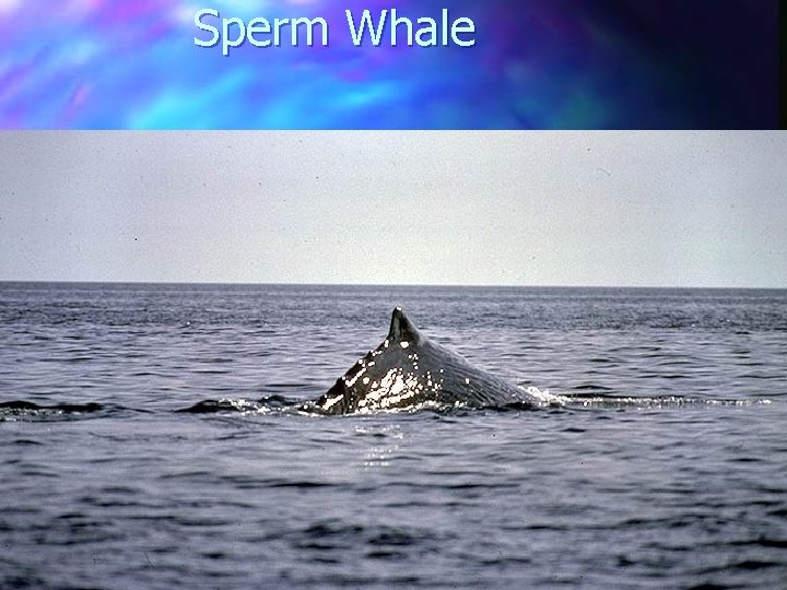 Sperm Whale 