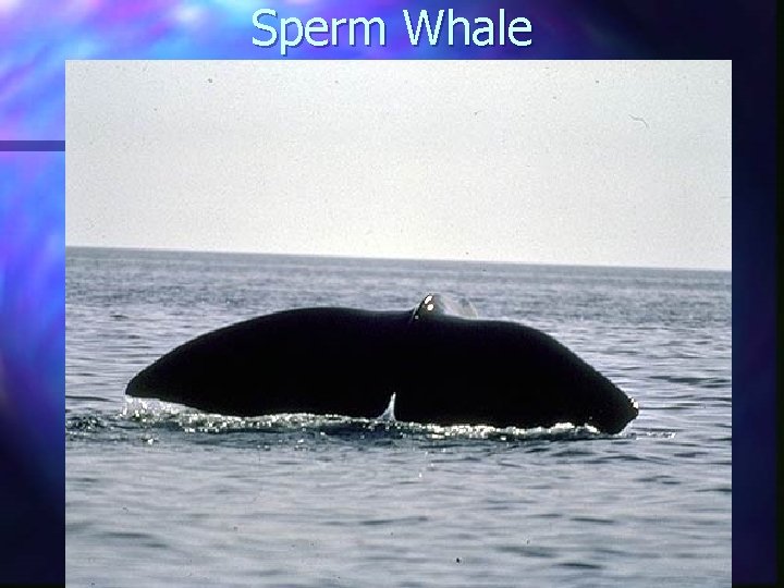 Sperm Whale 