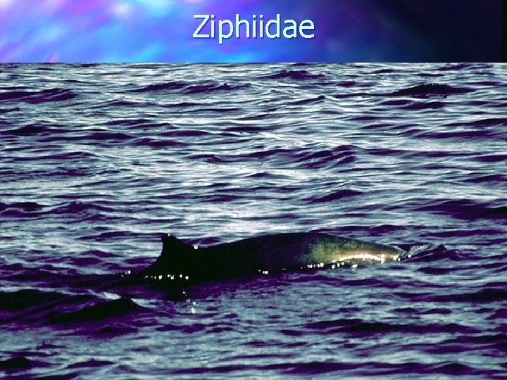 Ziphiidae 