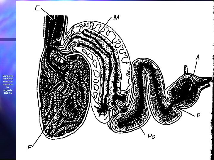 Compartm entalized stomach: evodence for ungulate origins? 
