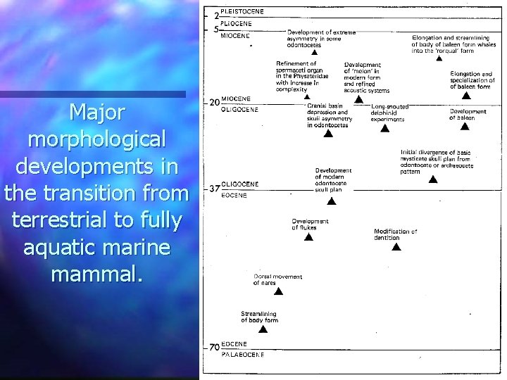 Major morphological developments in the transition from terrestrial to fully aquatic marine mammal. 