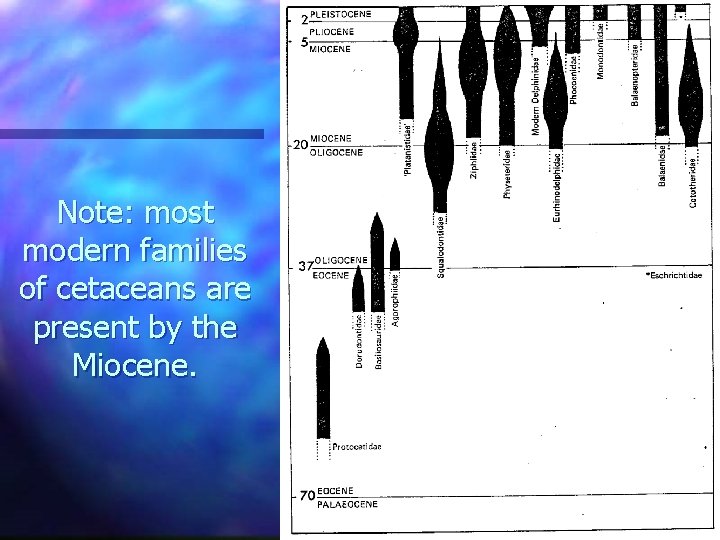 Note: most modern families of cetaceans are present by the Miocene. 