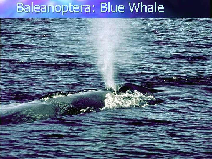 Baleanoptera: Blue Whale 