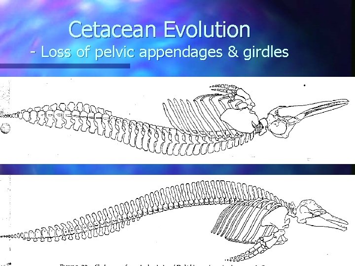 Cetacean Evolution - Loss of pelvic appendages & girdles 