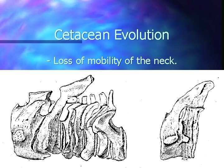 Cetacean Evolution - Loss of mobility of the neck. 