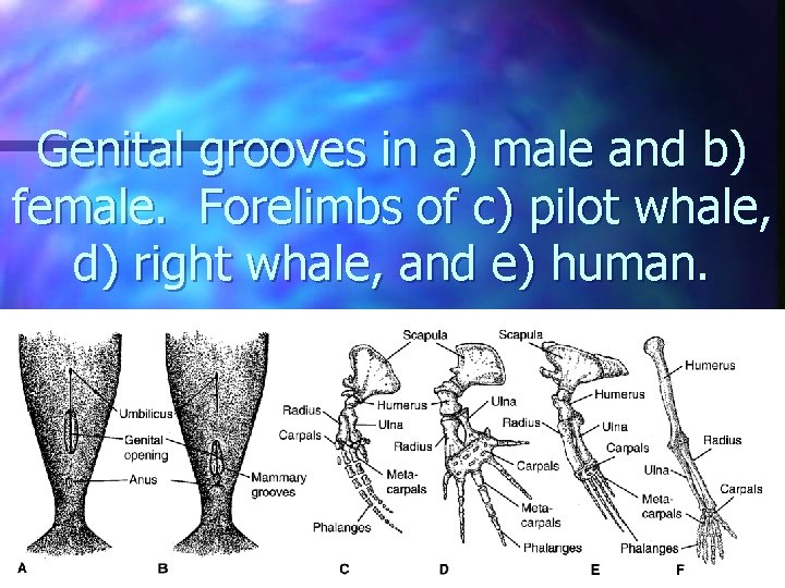 Genital grooves in a) male and b) female. Forelimbs of c) pilot whale, d)