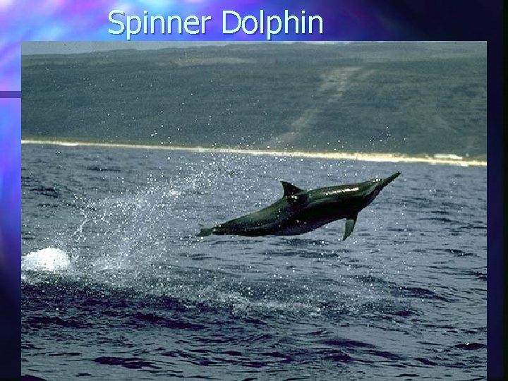 Spinner Dolphin 