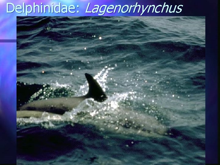 Delphinidae: Lagenorhynchus 