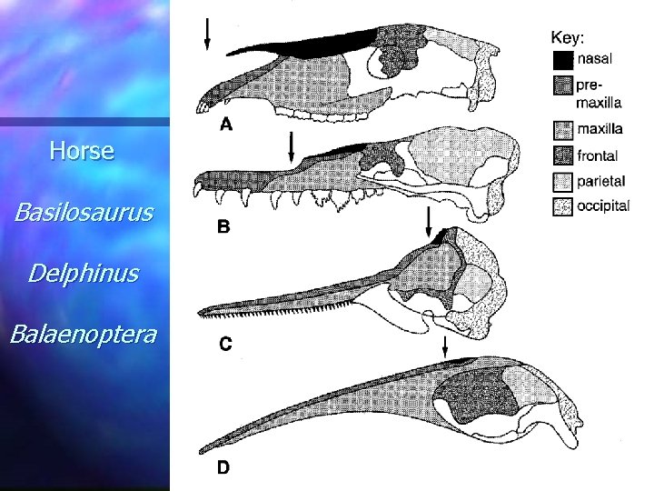 Horse Basilosaurus Delphinus Balaenoptera 