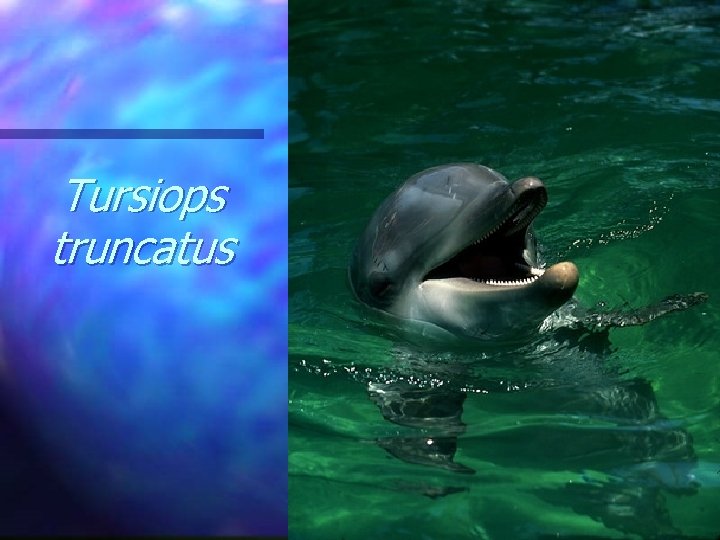 Tursiops truncatus 