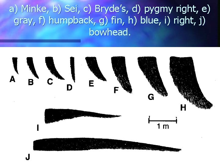 a) Minke, b) Sei, c) Bryde’s, d) pygmy right, e) gray, f) humpback, g)