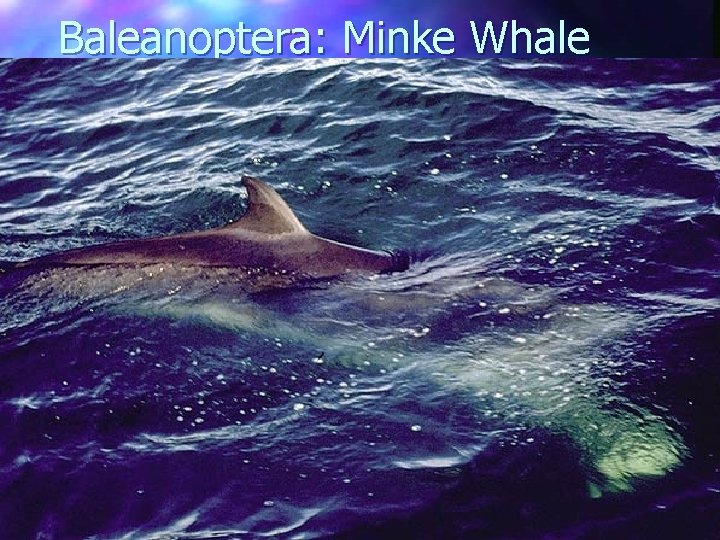 Baleanoptera: Minke Whale 
