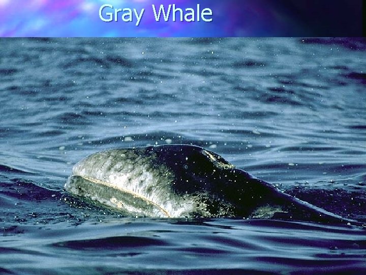 Gray Whale 